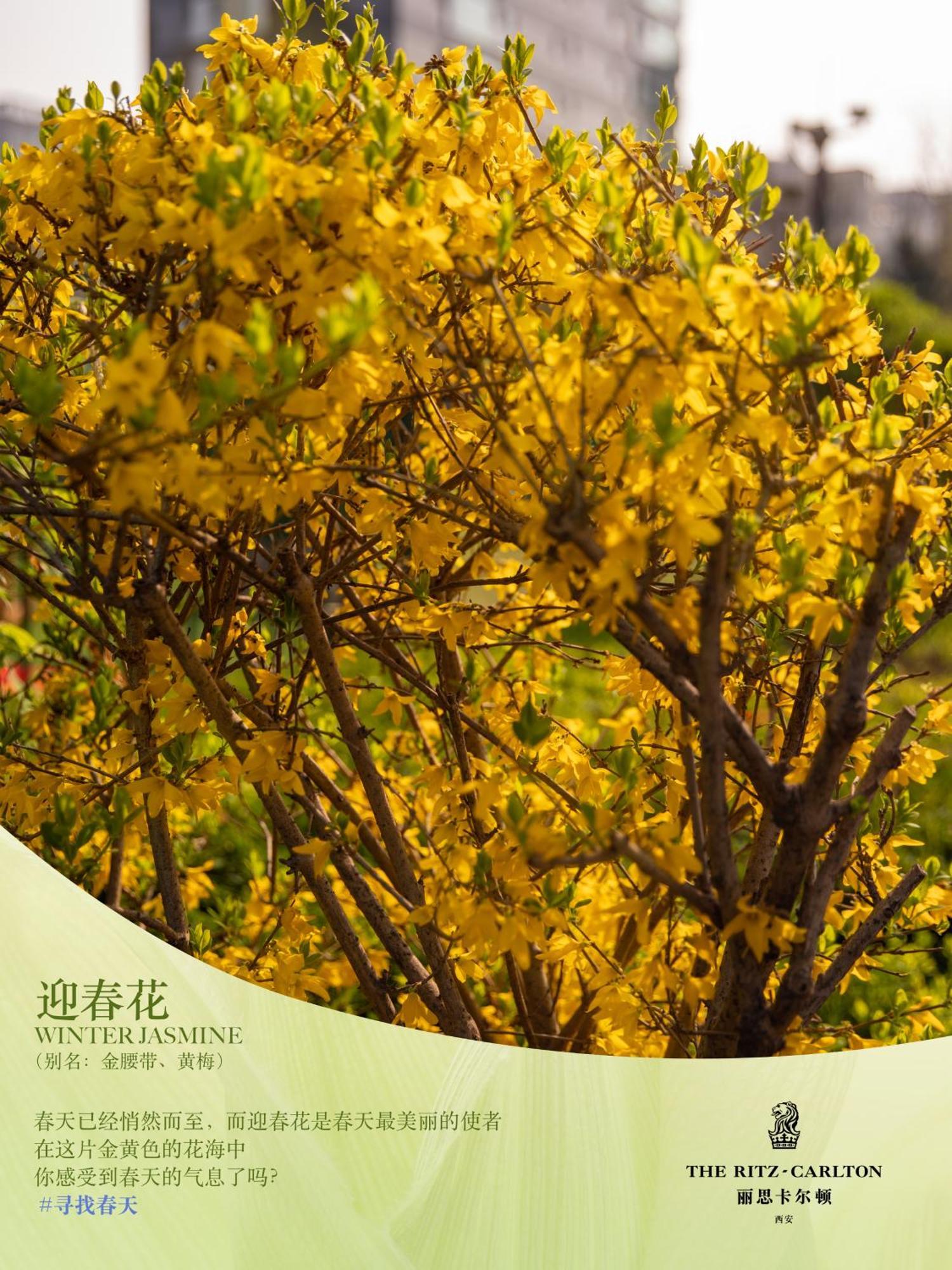 The Ritz-Carlton, Xi'An Ξενοδοχείο Σιάν Εξωτερικό φωτογραφία