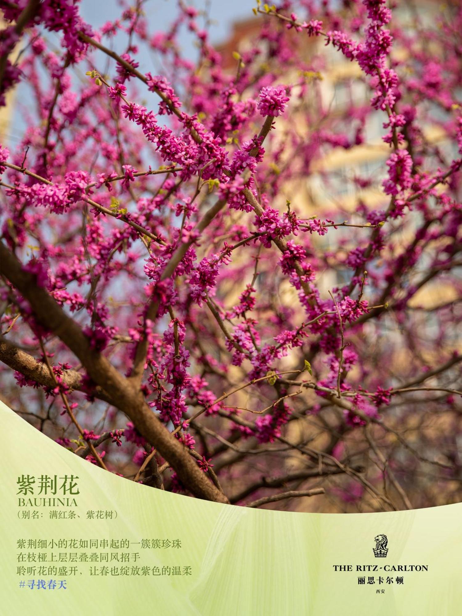 The Ritz-Carlton, Xi'An Ξενοδοχείο Σιάν Εξωτερικό φωτογραφία