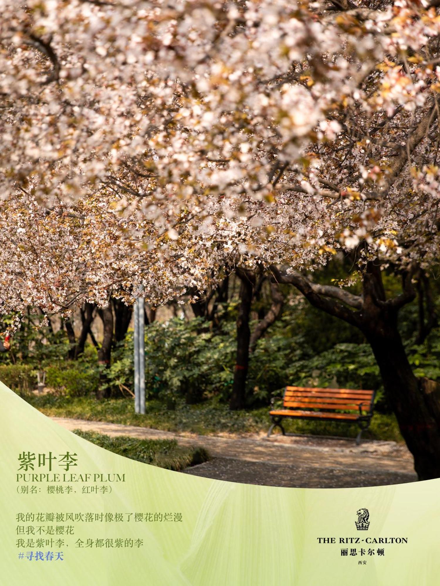 The Ritz-Carlton, Xi'An Ξενοδοχείο Σιάν Εξωτερικό φωτογραφία